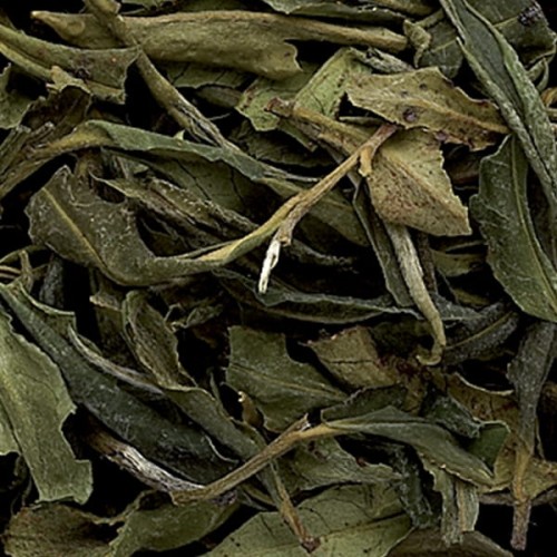 pai mu tan2.jpg